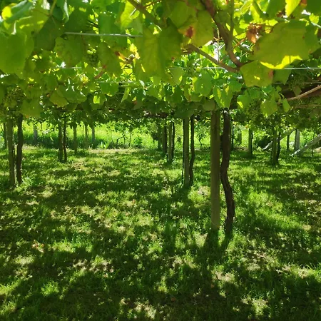 Vakantiehuis Vina Da Igrexa, Casa Con Jardin Y Barbacoa En Cambados